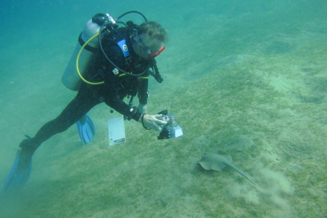 Plongée sous-marine 